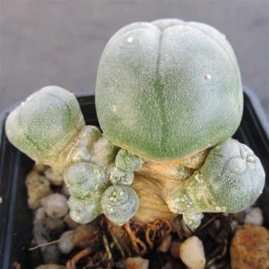 Lophophora williamsii  var caespitosa