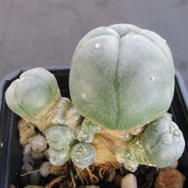 Lophophora williamsii  var caespitosa