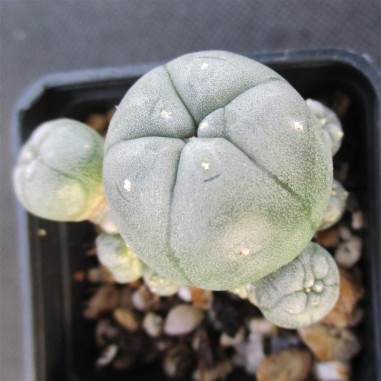 Lophophora williamsii  var caespitosa