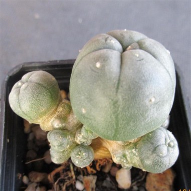 Lophophora williamsii  var caespitosa