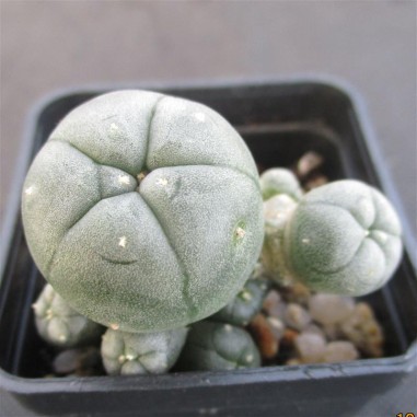 Lophophora williamsii  var caespitosa