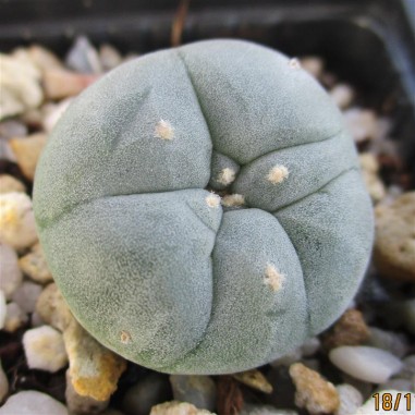 Lophophora williamsii