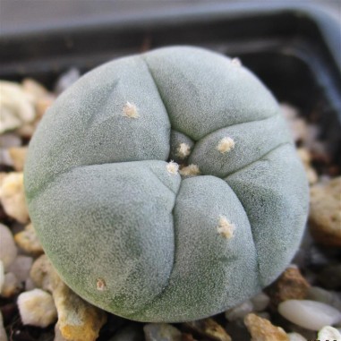 Lophophora williamsii