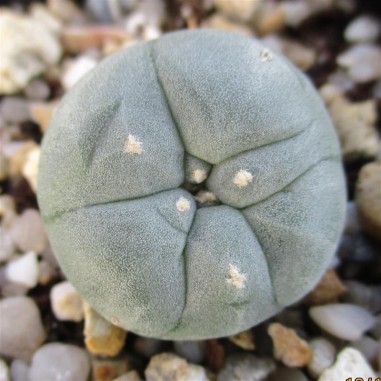 Lophophora williamsii