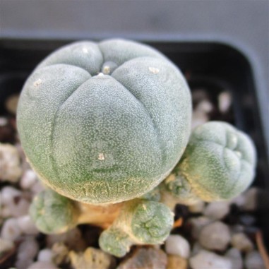 Lophophora williamsii var caespitosa