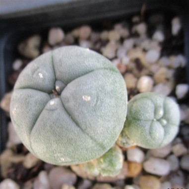 Lophophora williamsii var caespitosa