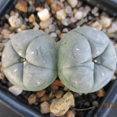 Lophophora williamsii