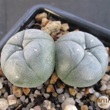 Lophophora williamsii