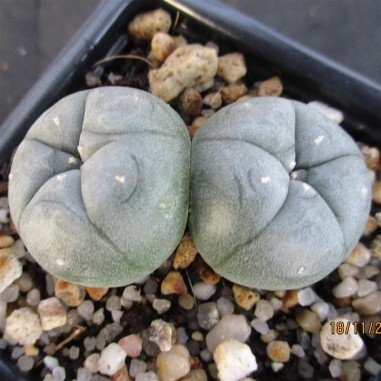 Lophophora williamsii