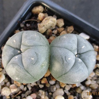 Lophophora williamsii