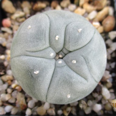 Lophophora williamsii