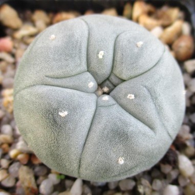 Lophophora williamsii