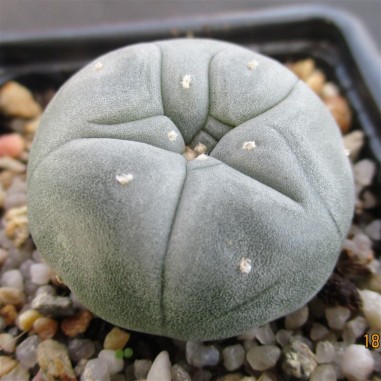 Lophophora williamsii