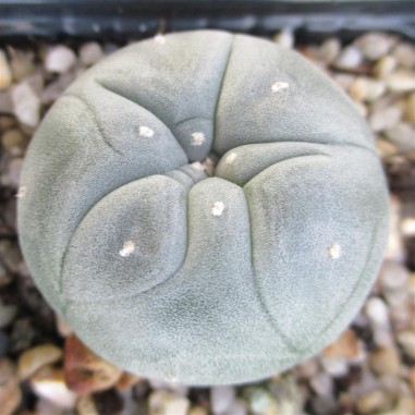 Lophophora williamsii