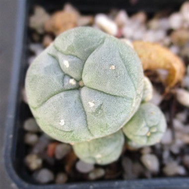 Lophophora williamsii var caespitosa