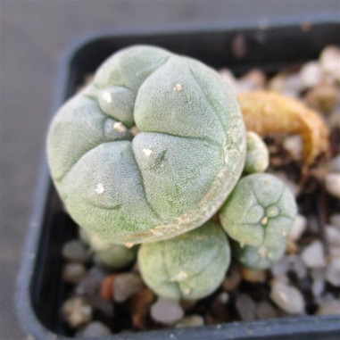 Lophophora williamsii var caespitosa