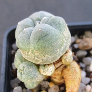 Lophophora williamsii var caespitosa