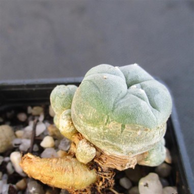 Lophophora williamsii var caespitosa