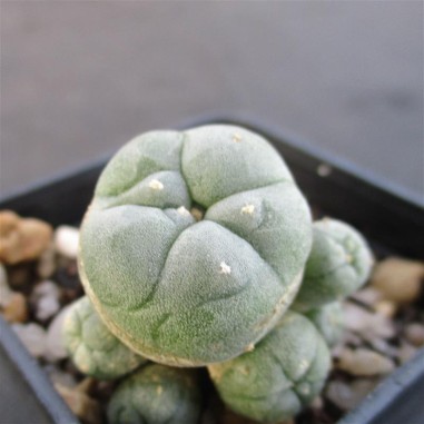 Lophophora williamsii var caespitosa