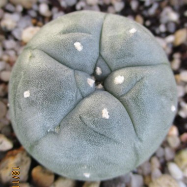 Lophophora williamsii