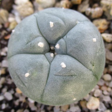 Lophophora williamsii