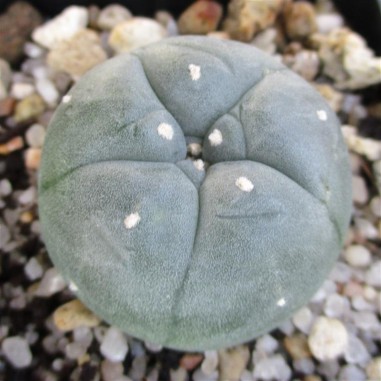 Lophophora williamsii