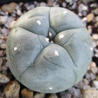 Lophophora williamsii