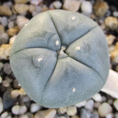 Lophophora williamsii