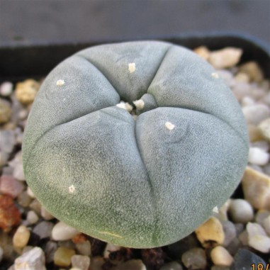 Lophophora williamsii