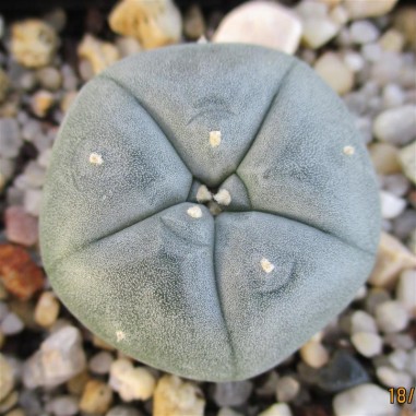 Lophophora williamsii