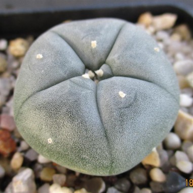 Lophophora williamsii