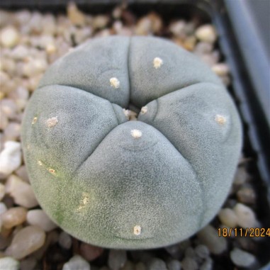 Lophophora williamsii