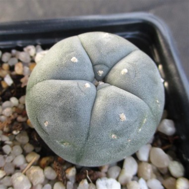 Lophophora williamsii