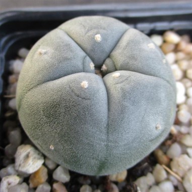 Lophophora williamsii