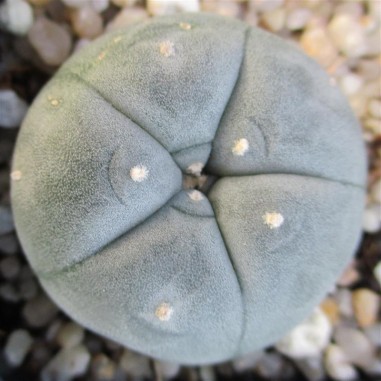 Lophophora williamsii