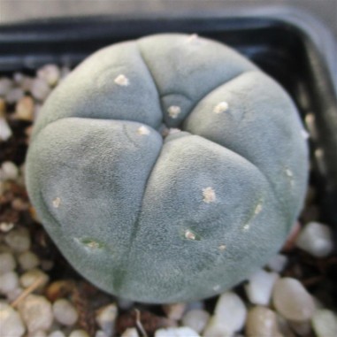 Lophophora williamsii