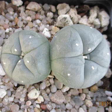 Lophophora williamsii