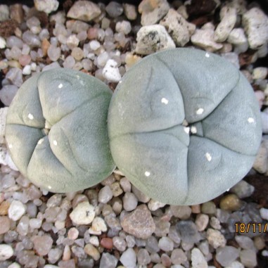 Lophophora williamsii