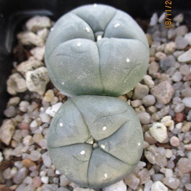 Lophophora williamsii