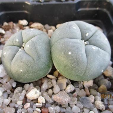 Lophophora williamsii