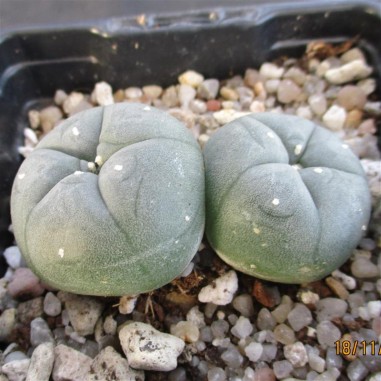 Lophophora williamsii