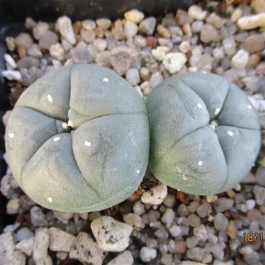 Lophophora williamsii