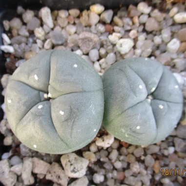 Lophophora williamsii