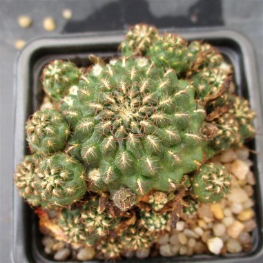 Weingartia tiraquensis