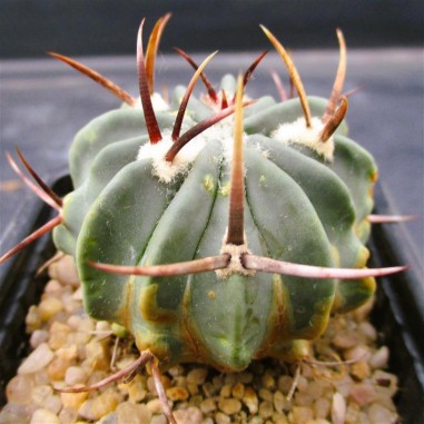 Echinofossulocactus coptonogonus