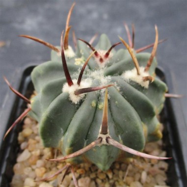 Echinofossulocactus coptonogonus