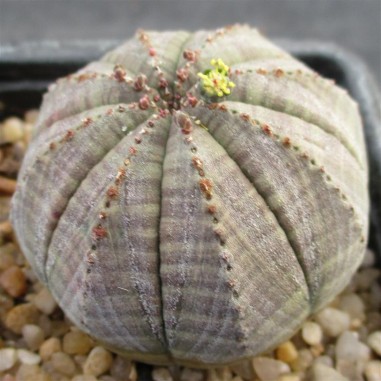 Euphorbia obesa MALE