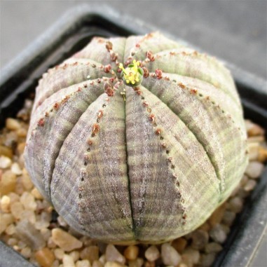 Euphorbia obesa MALE