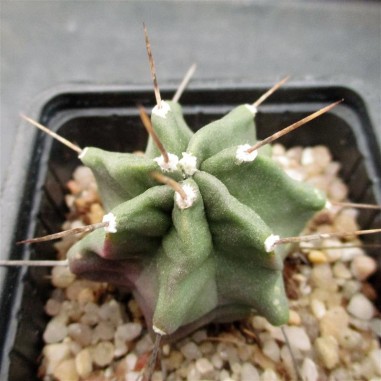 Echinocereus triglochidiatus 1-3 spines