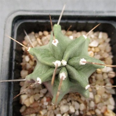 Echinocereus triglochidiatus 1-3 spines